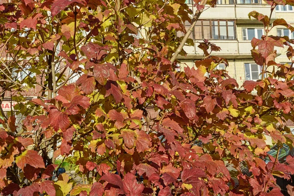 Arbusto Com Folhas Vermelhas Amarelas Outono Ramos Com Folhas Vermelhas — Fotografia de Stock
