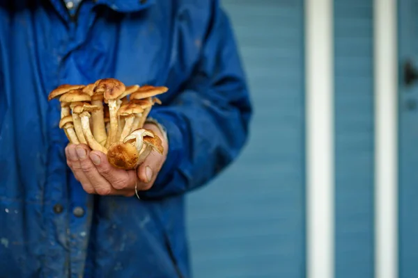 Mano Uomo Con Una Giacca Blu Tiene Mano Funghi Miele Immagini Stock Royalty Free