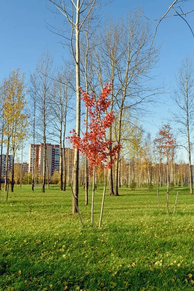 Lonely Maple Red Leaves Autumn Park Blue Sky Branches Red — Stock Photo, Image