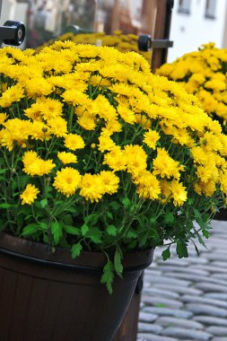 güzel açık çiçekler