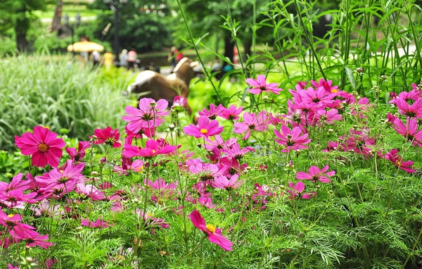 Hermosas flores en el parque — Foto de Stock