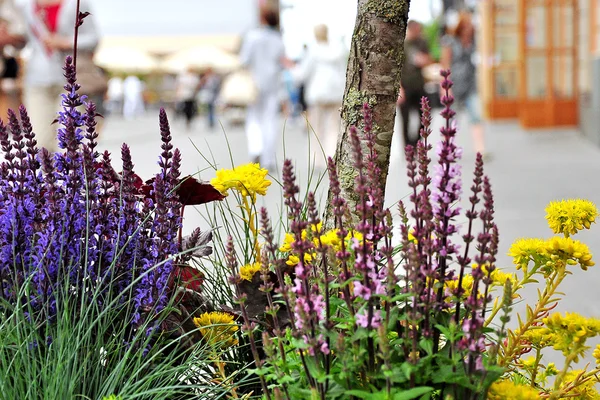 Flores na cidade — Fotografia de Stock