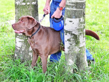 Sahibi ile Labrador köpek