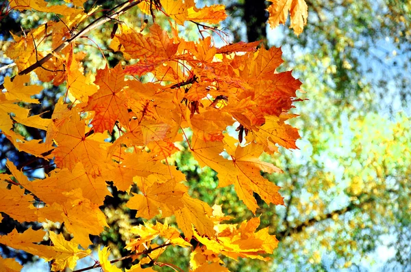 Hojas en otoño — Foto de Stock