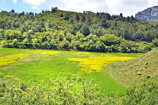 Voorjaar veld en bergen — Stockfoto