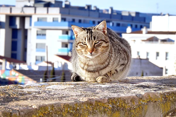 Gato senta-se em uma laje de concreto — Fotografia de Stock