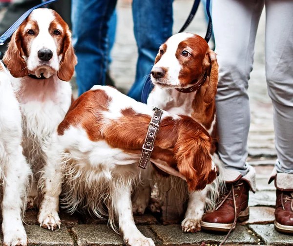 Cocker Spaniel — Stock Photo, Image