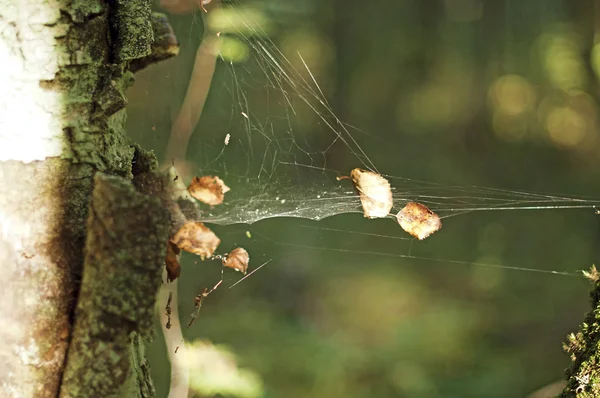 ormandaki web bırakır