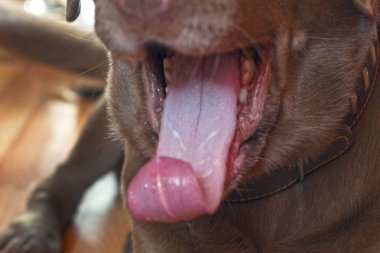 dil kahverengi labrador geri almak