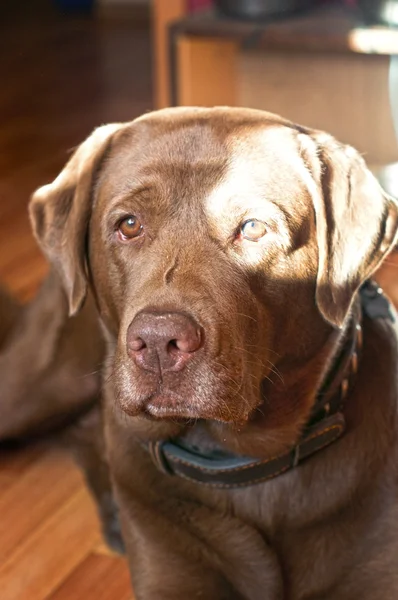 茶色のラブラドル ・ レトリーバー犬の悲しい光景 — ストック写真