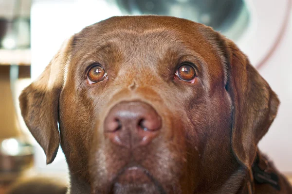 茶色のラブラドル ・ レトリーバー犬の悲しい光景 — ストック写真