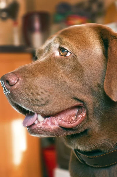 Profile of brown labrador retriever — Stock Photo, Image