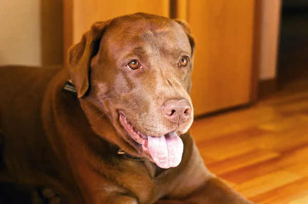 Labrador marrom retriever — Fotografia de Stock