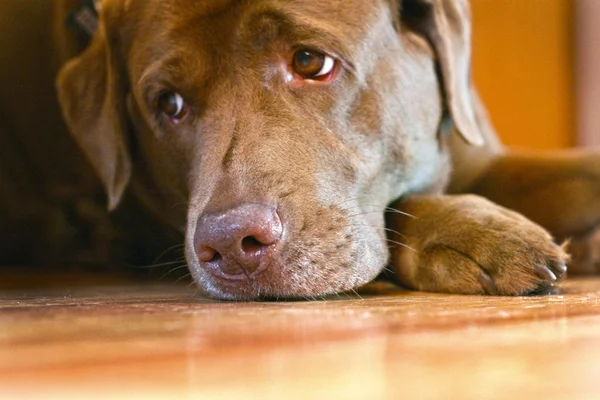 Kahverengi labrador Retriever üzücü manzara — Stok fotoğraf