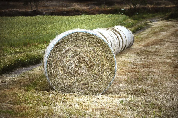 Fardos de palha — Fotografia de Stock