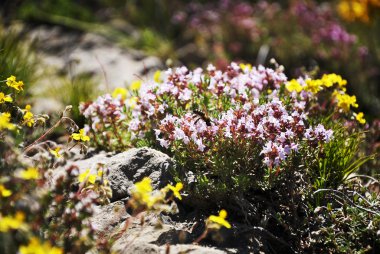 çiçek ve bitki vahşi ormanda İspanya