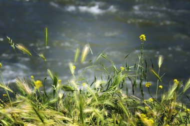 yeşil çim, su arka plan üzerinde yulaf