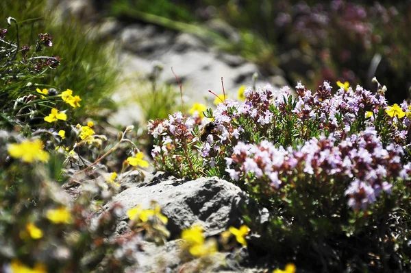 Fiori e piante nella foresta selvatica Spagna — Foto Stock