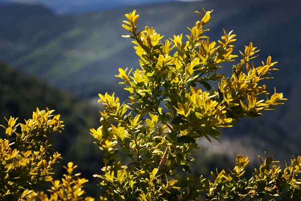 Fiori e piante nella foresta selvatica Spagna — Foto Stock