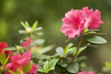 Çiçeklerle soyut arkaplan