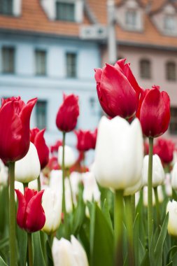 beautiful red and white tulips in the flower bed