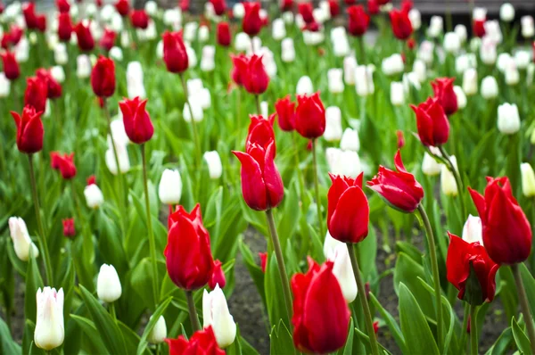 Beautiful red and white tulips in the flower bed — Stok fotoğraf