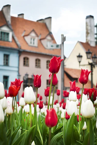 Tulips in Riga — Stok fotoğraf