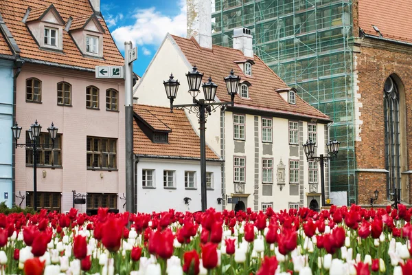 Tulips in Riga — Stockfoto