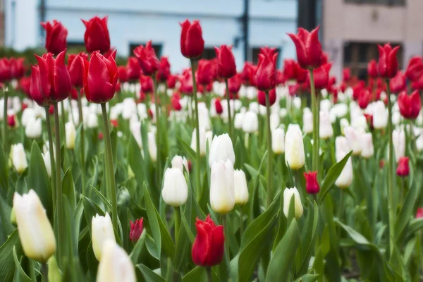 Beautiful red and white tulips in the flower bed — Stok fotoğraf