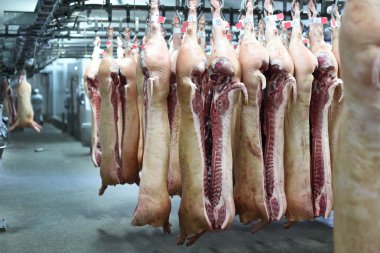 domuz leşleri kanca üzerinde