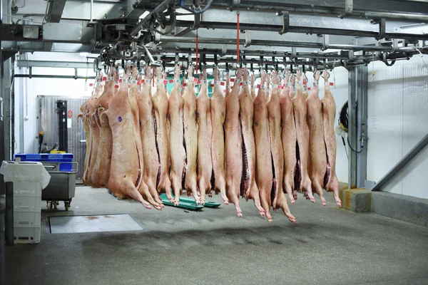 domuz leşleri kanca üzerinde