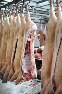 domuz leşleri kanca üzerinde
