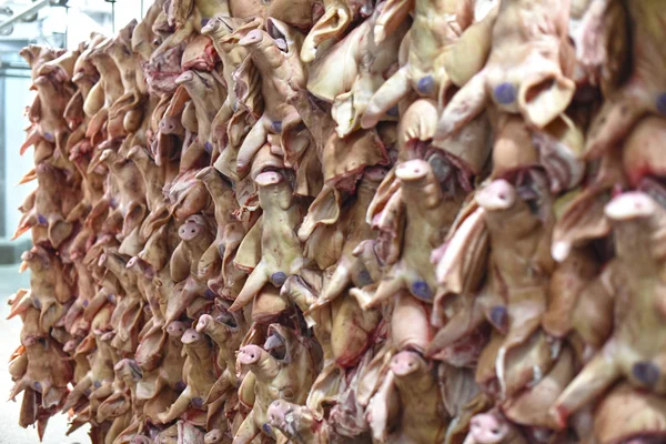 Cerdos cabeza que cuelgan de ganchos en una fábrica de carne — Foto de Stock