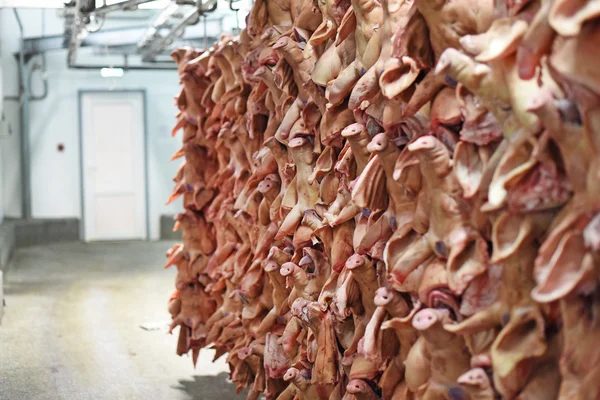 Cabeça porcos pendurados em ganchos em uma fábrica de carne — Fotografia de Stock