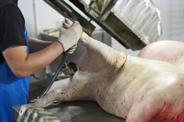 domuz eti üretiminde