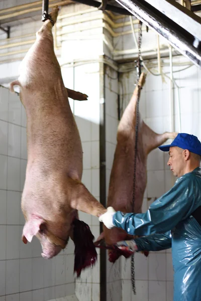 Rusya, Saint-Petersburg, Telman Köyü - Ağustos 2015: bir pla