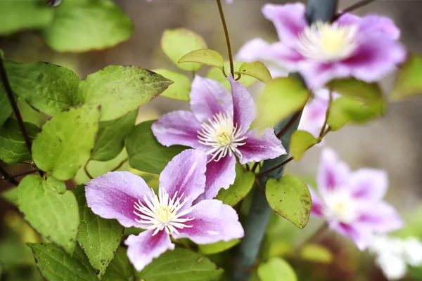 Fundo de verão com flores de clematis — Fotografia de Stock