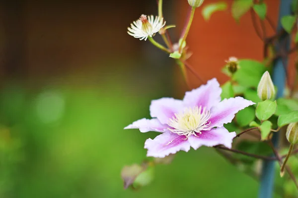 Fond d'été avec des fleurs de clématite — Photo