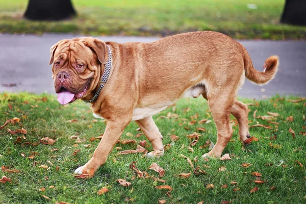 bir Mastiff bir yürüyüşe portresi
