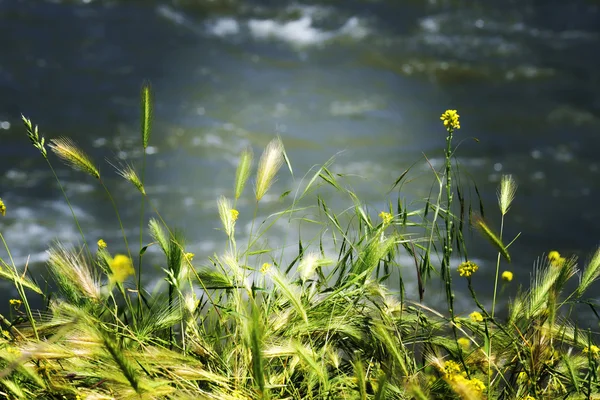 Πράσινο γρασίδι, βρώμη σε νερό φόντο — Φωτογραφία Αρχείου
