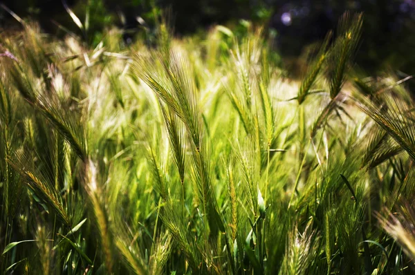 Barley - rye - oat — Stock Photo, Image