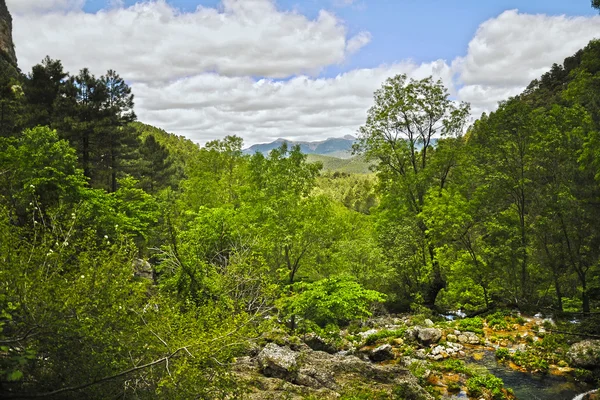 Bela floresta — Fotografia de Stock