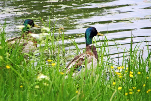 Ördek ve ducklings yaprakları altında — Stok fotoğraf