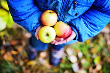 Kırmızı elma holding çocuğun eller