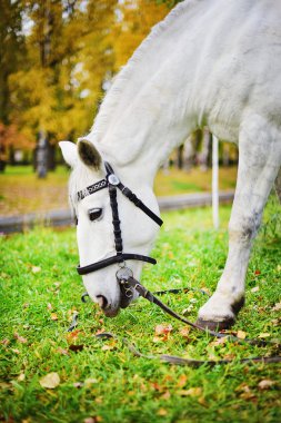 Beyaz atın. Sonbahar