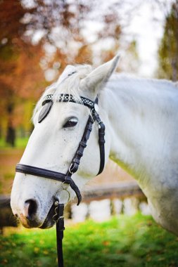 Beyaz atın. Sonbahar