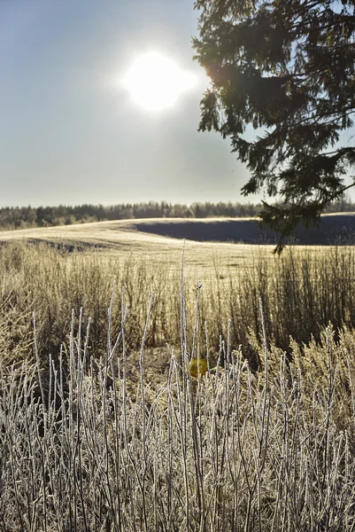 Ländliche Winterlandschaft — Stockfoto