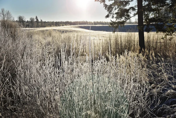 Mooie winterlandschap — Stockfoto