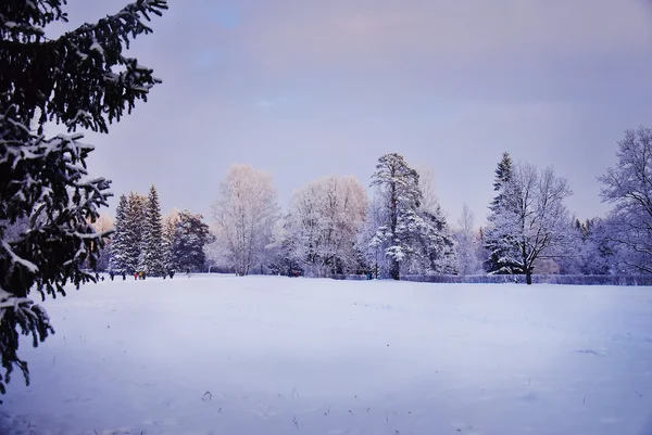 Sneeuw Park in de winter in Pavlovsk St. Petersburg — Stockfoto
