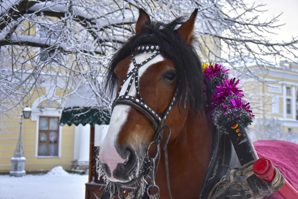 Caballo para montar en la nieve en invierno — Foto de Stock